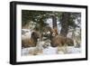 Rocky Mountains, Wyoming. Bighorn Sheep Wintering in Wyoming-Larry Ditto-Framed Photographic Print