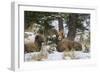 Rocky Mountains, Wyoming. Bighorn Sheep Wintering in Wyoming-Larry Ditto-Framed Photographic Print