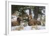 Rocky Mountains, Wyoming. Bighorn Sheep Wintering in Wyoming-Larry Ditto-Framed Photographic Print