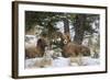 Rocky Mountains, Wyoming. Bighorn Sheep Wintering in Wyoming-Larry Ditto-Framed Photographic Print