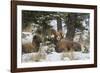 Rocky Mountains, Wyoming. Bighorn Sheep Wintering in Wyoming-Larry Ditto-Framed Photographic Print