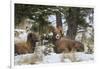 Rocky Mountains, Wyoming. Bighorn Sheep Wintering in Wyoming-Larry Ditto-Framed Photographic Print