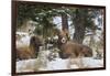 Rocky Mountains, Wyoming. Bighorn Sheep Wintering in Wyoming-Larry Ditto-Framed Photographic Print