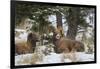 Rocky Mountains, Wyoming. Bighorn Sheep Wintering in Wyoming-Larry Ditto-Framed Photographic Print