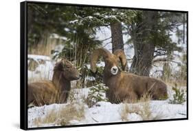 Rocky Mountains, Wyoming. Bighorn Sheep Wintering in Wyoming-Larry Ditto-Framed Stretched Canvas