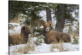 Rocky Mountains, Wyoming. Bighorn Sheep Wintering in Wyoming-Larry Ditto-Stretched Canvas