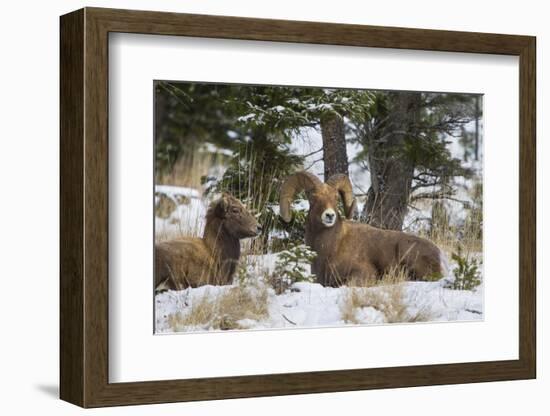 Rocky Mountains, Wyoming. Bighorn Sheep Wintering in Wyoming-Larry Ditto-Framed Photographic Print