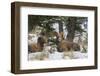 Rocky Mountains, Wyoming. Bighorn Sheep Wintering in Wyoming-Larry Ditto-Framed Photographic Print