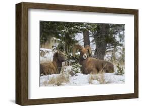 Rocky Mountains, Wyoming. Bighorn Sheep Wintering in Wyoming-Larry Ditto-Framed Photographic Print