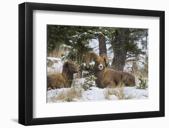 Rocky Mountains, Wyoming. Bighorn Sheep Wintering in Wyoming-Larry Ditto-Framed Photographic Print