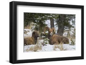 Rocky Mountains, Wyoming. Bighorn Sheep Wintering in Wyoming-Larry Ditto-Framed Photographic Print