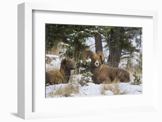 Rocky Mountains, Wyoming. Bighorn Sheep Wintering in Wyoming-Larry Ditto-Framed Photographic Print