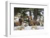 Rocky Mountains, Wyoming. Bighorn Sheep Wintering in Wyoming-Larry Ditto-Framed Photographic Print