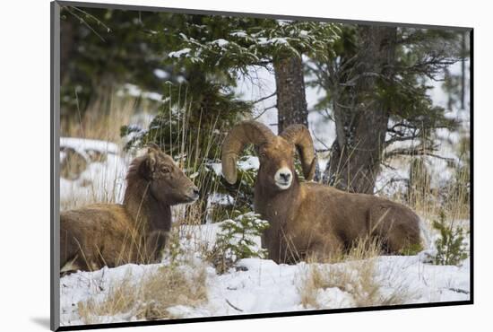 Rocky Mountains, Wyoming. Bighorn Sheep Wintering in Wyoming-Larry Ditto-Mounted Photographic Print