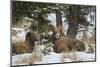 Rocky Mountains, Wyoming. Bighorn Sheep Wintering in Wyoming-Larry Ditto-Mounted Photographic Print