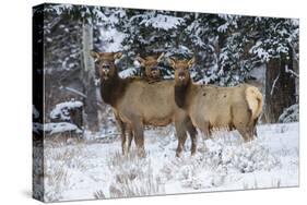 Rocky Mountains, Wyoming. Elk, Cervus Elaphus, Females in Snow-Larry Ditto-Stretched Canvas