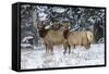 Rocky Mountains, Wyoming. Elk, Cervus Elaphus, Females in Snow-Larry Ditto-Framed Stretched Canvas