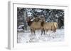 Rocky Mountains, Wyoming. Elk, Cervus Elaphus, Females in Snow-Larry Ditto-Framed Photographic Print