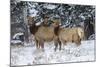 Rocky Mountains, Wyoming. Elk, Cervus Elaphus, Females in Snow-Larry Ditto-Mounted Photographic Print