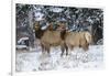 Rocky Mountains, Wyoming. Elk, Cervus Elaphus, Females in Snow-Larry Ditto-Framed Photographic Print