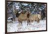 Rocky Mountains, Wyoming. Elk, Cervus Elaphus, Females in Snow-Larry Ditto-Framed Photographic Print