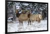 Rocky Mountains, Wyoming. Elk, Cervus Elaphus, Females in Snow-Larry Ditto-Framed Photographic Print