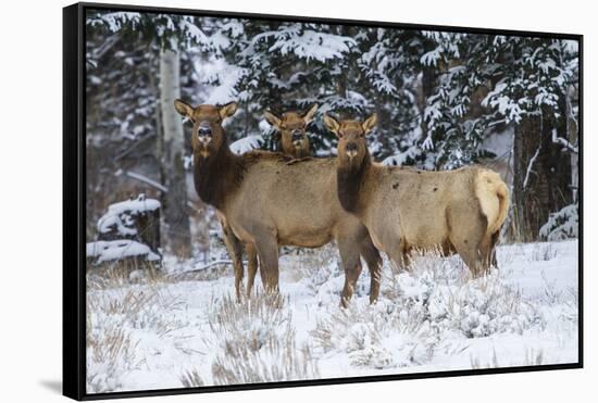 Rocky Mountains, Wyoming. Elk, Cervus Elaphus, Females in Snow-Larry Ditto-Framed Stretched Canvas