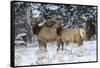 Rocky Mountains, Wyoming. Elk, Cervus Elaphus, Females in Snow-Larry Ditto-Framed Stretched Canvas