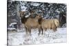 Rocky Mountains, Wyoming. Elk, Cervus Elaphus, Females in Snow-Larry Ditto-Stretched Canvas