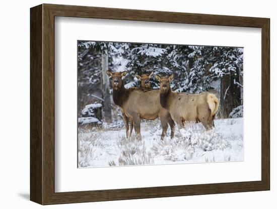 Rocky Mountains, Wyoming. Elk, Cervus Elaphus, Females in Snow-Larry Ditto-Framed Photographic Print