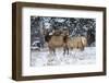 Rocky Mountains, Wyoming. Elk, Cervus Elaphus, Females in Snow-Larry Ditto-Framed Photographic Print