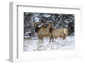 Rocky Mountains, Wyoming. Elk, Cervus Elaphus, Females in Snow-Larry Ditto-Framed Photographic Print