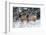 Rocky Mountains, Wyoming. Elk, Cervus Elaphus, Females in Snow-Larry Ditto-Framed Photographic Print