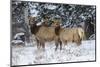 Rocky Mountains, Wyoming. Elk, Cervus Elaphus, Females in Snow-Larry Ditto-Mounted Photographic Print