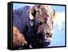 Rocky Mt. Bison, Yellowstone National Park, Wyoming, USA-Gavriel Jecan-Framed Stretched Canvas