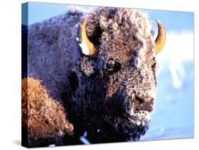 Rocky Mt. Bison, Yellowstone National Park, Wyoming, USA-Gavriel Jecan-Stretched Canvas