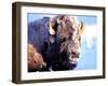 Rocky Mt. Bison, Yellowstone National Park, Wyoming, USA-Gavriel Jecan-Framed Photographic Print