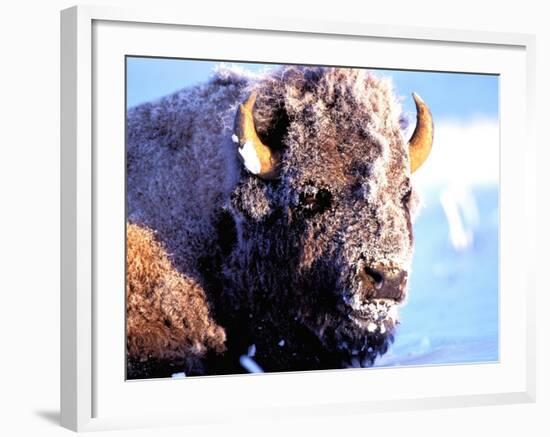 Rocky Mt. Bison, Yellowstone National Park, Wyoming, USA-Gavriel Jecan-Framed Photographic Print