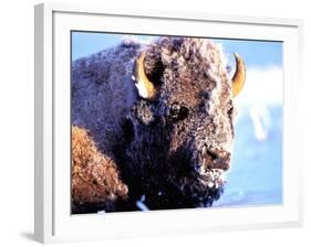 Rocky Mt. Bison, Yellowstone National Park, Wyoming, USA-Gavriel Jecan-Framed Photographic Print
