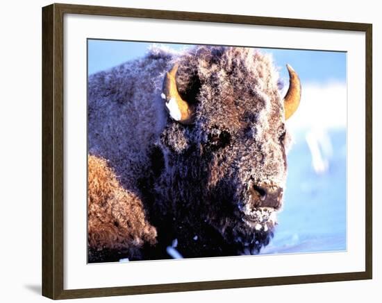 Rocky Mt. Bison, Yellowstone National Park, Wyoming, USA-Gavriel Jecan-Framed Photographic Print