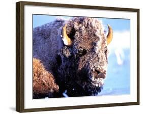 Rocky Mt. Bison, Yellowstone National Park, Wyoming, USA-Gavriel Jecan-Framed Photographic Print