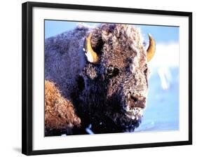 Rocky Mt. Bison, Yellowstone National Park, Wyoming, USA-Gavriel Jecan-Framed Photographic Print