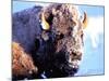 Rocky Mt. Bison, Yellowstone National Park, Wyoming, USA-Gavriel Jecan-Mounted Photographic Print