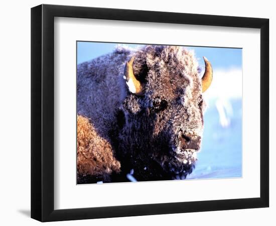 Rocky Mt. Bison, Yellowstone National Park, Wyoming, USA-Gavriel Jecan-Framed Photographic Print