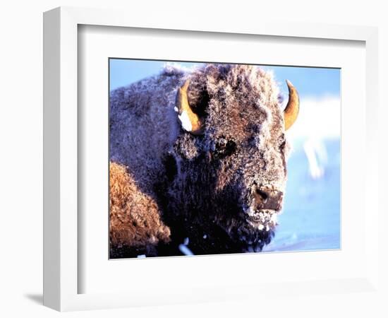 Rocky Mt. Bison, Yellowstone National Park, Wyoming, USA-Gavriel Jecan-Framed Photographic Print