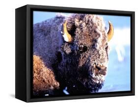 Rocky Mt. Bison, Yellowstone National Park, Wyoming, USA-Gavriel Jecan-Framed Stretched Canvas