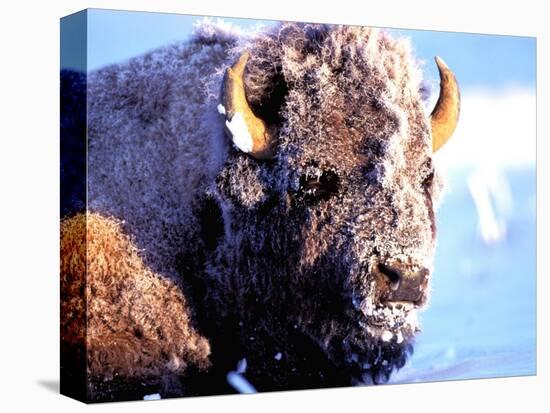 Rocky Mt. Bison, Yellowstone National Park, Wyoming, USA-Gavriel Jecan-Stretched Canvas