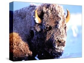 Rocky Mt. Bison, Yellowstone National Park, Wyoming, USA-Gavriel Jecan-Stretched Canvas