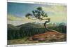Rocky Mt. Nat'l Park, Colorado - High Drive Lonesome Pine View of Long's Peak-Lantern Press-Mounted Art Print