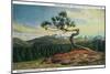 Rocky Mt. Nat'l Park, Colorado - High Drive Lonesome Pine View of Long's Peak-Lantern Press-Mounted Art Print